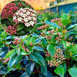 örökzöld bangita Eve Price, Viburnum tinus Eve Price, örökzöld bangita ár, Eve Price bangita eladó, bangita cserje vásárlás, örökzöld díszcserje télálló, télálló örökzöld cserje, télen virágzó cserje, fehér virágú örökzöld bokor, rózsaszín bimbós bangita, fagytűrő díszcserje, árnyéktűrő örökzöld növény, sövénynek alkalmas örökzöld, balkonra ültethető örökzöld cserje, lassú növekedésű bokor, bangita magassága, Eve Price bangita mérete, örökzöld bangita metszése, Viburnum tinus gondozása, bangita ültetése, cserépben nevelhető örökzöld, mediterrán hangulatú kert növény, téli dísznövény kertbe, árnyékos kertbe örökzöld, virágzó sövény növény, kompakt örökzöld cserje, Eve Price bangita konténeres, örökzöld bangita 3 literes, Viburnum tinus Eve Price 5L, bangita akció, bangita házhozszállítás, örökzöld bangita Eve Price, Viburnum tinus Eve Price, örökzöld bangita ár, Eve Price bangita eladó, bangita cserje vásárlás, örökzöld díszcserje télálló, télálló örökzöld cserje, télen virágzó cserje, fehér virágú örökzöld bokor, rózsaszín bimbós bangita, fagytűrő díszcserje, árnyéktűrő örökzöld növény, sövénynek alkalmas örökzöld, balkonra ültethető örökzöld cserje, lassú növekedésű bokor, bangita magassága, Eve Price bangita mérete, örökzöld bangita metszése, Viburnum tinus gondozása, bangita ültetése, cserépben nevelhető örökzöld, mediterrán hangulatú kert növény, téli dísznövény kertbe, árnyékos kertbe örökzöld, virágzó sövény növény, kompakt örökzöld cserje, Eve Price bangita konténeres, örökzöld bangita 3 literes, Viburnum tinus Eve Price 5L, bangita akció, bangita házhozszállítás