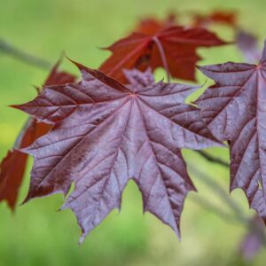 vörös levelű juhar, vörös levelű juhar vásárlás, vörös levelű juhar ár, vörös levelű juhar eladó, vörös juhar fa, díszjuhar vörös lombbal, vörös levelű juhar csemete, vörös levelű juhar konténeres, vörös levelű juhar ültetése, vörös levelű juhar gondozása, vörös levelű juhar metszése, vörös levelű juhar növekedése, vörös levelű juhar magassága, vörös levelű juhar lombszíne, vörös levelű juhar díszfa, vörös levelű juhar kertbe, vörös levelű juhar parkfának, vörös levelű juhar fagytűrés, vörös levelű juhar télálló, vörös levelű juhar talajigény, vörös levelű juhar fényigény, vörös levelű juhar napos helyre, vörös levelű juhar félárnyék, vörös levelű juhar betegségek, vörös levelű juhar ültetési távolság, vörös levelű juhar online rendelés, vörös levelű juhar fa vásárlás, vörös lombú juhar vélemények, vérjuhar Royal Red, Acer platanoides Royal Red, Royal Red vérjuhar, vérjuhar Royal Red vásárlás, vérjuhar Royal Red ár, vérjuhar Royal Red eladó, Royal Red juhar fa, vörös levelű vérjuhar, vérjuhar csemete Royal Red, vérjuhar konténeres Royal Red, Royal Red juhar ültetése, Royal Red juhar gondozása, Royal Red juhar metszése, Royal Red juhar növekedése, Royal Red juhar magassága, Royal Red juhar lombszíne, vérjuhar díszfa, Royal Red juhar kertbe, Royal Red juhar parkfának, Royal Red juhar fagytűrés, Royal Red juhar télálló, Royal Red juhar talajigény, Royal Red juhar fényigény, Royal Red juhar napos helyre, Royal Red juhar félárnyék, Royal Red juhar betegségek, Royal Red juhar ültetési távolság, vérjuhar Royal Red online rendelés, Royal Red juhar fa vásárlás, vérjuhar Royal Red vélemények, Acer platanoides Royal Red, vérjuhar Royal Red, Acer platanoides Royal Red vásárlás, vérjuhar Royal Red ár, vérjuhar Royal Red eladó, vörös levelű juhar Royal Red, Royal Red juhar fa, vérjuhar csemete Royal Red, Royal Red juhar konténeres, Acer platanoides Royal Red csemete, Royal Red juhar ültetése, Royal Red juhar gondozása, Royal Red juhar metszése, Royal Red juhar növekedése, Royal Red juhar magassága, Royal Red juhar lombszíne, vörös lombú juhar díszfa, Royal Red juhar kertbe, Royal Red juhar parkfának, Royal Red juhar fagytűrés, Royal Red juhar télálló, Royal Red juhar talajigény, Royal Red juhar fényigény, Royal Red juhar napos helyre, Royal Red juhar félárnyék, Royal Red juhar betegségek, Royal Red juhar ültetési távolság, Acer platanoides Royal Red online rendelés, Royal Red juhar fa vásárlás, vérjuhar Royal Red vélemények