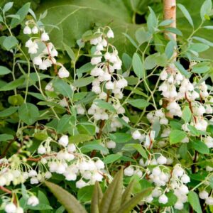 Kék levelű gyöngyvirág "Blue Sky", zenobia blue sky, zenobia pulverulenta blue sky, zenobia cserje, zenobia növény, blue sky zenobia, kék lombú cserje, kék levelű díszcserje, illatos virágú cserje, fehér harangvirágos cserje, különleges lombszínű bokor, ritka díszcserje, kompakt díszcserje, savanyú talajt kedvelő növény, rododendron mellé ültethető növény, félárnyékba ültethető cserje, árnyéktűrő díszcserje, mészkerülő növény, télálló díszcserje, fagytűrő cserje, zenobia blue sky ár, zenobia blue sky eladó, zenobia rendelés, zenobia kertészet, különleges díszcserje vásárlás, savanyú talajú növény rendelés, tavaszi virágzó cserje, őszi lombszínező növény, illatos kerti bokor