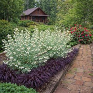 zenobia blue sky, zenobia pulverulenta blue sky, zenobia cserje, zenobia növény, blue sky zenobia, kék lombú cserje, kék levelű díszcserje, illatos virágú cserje, fehér harangvirágos cserje, különleges lombszínű bokor, ritka díszcserje, kompakt díszcserje, savanyú talajt kedvelő növény, rododendron mellé ültethető növény, félárnyékba ültethető cserje, árnyéktűrő díszcserje, mészkerülő növény, télálló díszcserje, fagytűrő cserje, zenobia blue sky ár, zenobia blue sky eladó, zenobia rendelés, zenobia kertészet, különleges díszcserje vásárlás, savanyú talajú növény rendelés, tavaszi virágzó cserje, őszi lombszínező növény, illatos kerti bokor