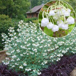 zenobia blue sky, zenobia pulverulenta blue sky, zenobia cserje, zenobia növény, blue sky zenobia, kék lombú cserje, kék levelű díszcserje, illatos virágú cserje, fehér harangvirágos cserje, különleges lombszínű bokor, ritka díszcserje, kompakt díszcserje, savanyú talajt kedvelő növény, rododendron mellé ültethető növény, félárnyékba ültethető cserje, árnyéktűrő díszcserje, mészkerülő növény, télálló díszcserje, fagytűrő cserje, zenobia blue sky ár, zenobia blue sky eladó, zenobia rendelés, zenobia kertészet, különleges díszcserje vásárlás, savanyú talajú növény rendelés, tavaszi virágzó cserje, őszi lombszínező növény, illatos kerti bokor