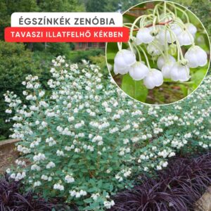 zenobia blue sky, zenobia pulverulenta blue sky, zenobia cserje, zenobia növény, blue sky zenobia, kék lombú cserje, kék levelű díszcserje, illatos virágú cserje, fehér harangvirágos cserje, különleges lombszínű bokor, ritka díszcserje, kompakt díszcserje, savanyú talajt kedvelő növény, rododendron mellé ültethető növény, félárnyékba ültethető cserje, árnyéktűrő díszcserje, mészkerülő növény, télálló díszcserje, fagytűrő cserje, zenobia blue sky ár, zenobia blue sky eladó, zenobia rendelés, zenobia kertészet, különleges díszcserje vásárlás, savanyú talajú növény rendelés, tavaszi virágzó cserje, őszi lombszínező növény, illatos kerti bokor