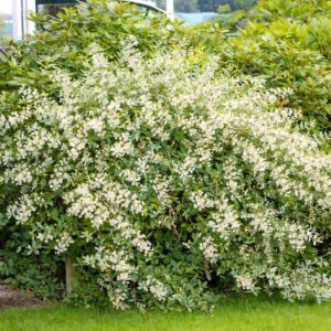 Kék levelű gyöngyvirág "Blue Sky", zenobia blue sky, zenobia pulverulenta blue sky, zenobia cserje, zenobia növény, blue sky zenobia, kék lombú cserje, kék levelű díszcserje, illatos virágú cserje, fehér harangvirágos cserje, különleges lombszínű bokor, ritka díszcserje, kompakt díszcserje, savanyú talajt kedvelő növény, rododendron mellé ültethető növény, félárnyékba ültethető cserje, árnyéktűrő díszcserje, mészkerülő növény, télálló díszcserje, fagytűrő cserje, zenobia blue sky ár, zenobia blue sky eladó, zenobia rendelés, zenobia kertészet, különleges díszcserje vásárlás, savanyú talajú növény rendelés, tavaszi virágzó cserje, őszi lombszínező növény, illatos kerti bokor