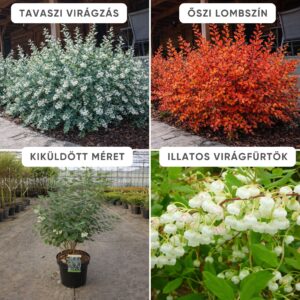 zenobia blue sky, zenobia pulverulenta blue sky, zenobia cserje, zenobia növény, blue sky zenobia, kék lombú cserje, kék levelű díszcserje, illatos virágú cserje, fehér harangvirágos cserje, különleges lombszínű bokor, ritka díszcserje, kompakt díszcserje, savanyú talajt kedvelő növény, rododendron mellé ültethető növény, félárnyékba ültethető cserje, árnyéktűrő díszcserje, mészkerülő növény, télálló díszcserje, fagytűrő cserje, zenobia blue sky ár, zenobia blue sky eladó, zenobia rendelés, zenobia kertészet, különleges díszcserje vásárlás, savanyú talajú növény rendelés, tavaszi virágzó cserje, őszi lombszínező növény, illatos kerti bokor