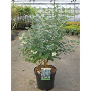 zenobia blue sky, zenobia pulverulenta blue sky, zenobia cserje, zenobia növény, blue sky zenobia, kék lombú cserje, kék levelű díszcserje, illatos virágú cserje, fehér harangvirágos cserje, különleges lombszínű bokor, ritka díszcserje, kompakt díszcserje, savanyú talajt kedvelő növény, rododendron mellé ültethető növény, félárnyékba ültethető cserje, árnyéktűrő díszcserje, mészkerülő növény, télálló díszcserje, fagytűrő cserje, zenobia blue sky ár, zenobia blue sky eladó, zenobia rendelés, zenobia kertészet, különleges díszcserje vásárlás, savanyú talajú növény rendelés, tavaszi virágzó cserje, őszi lombszínező növény, illatos kerti bokor