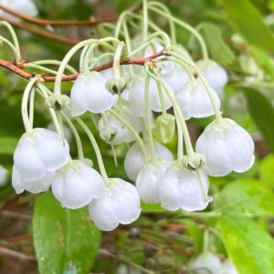 Kék levelű gyöngyvirág "Blue Sky", zenobia blue sky, zenobia pulverulenta blue sky, zenobia cserje, zenobia növény, blue sky zenobia, kék lombú cserje, kék levelű díszcserje, illatos virágú cserje, fehér harangvirágos cserje, különleges lombszínű bokor, ritka díszcserje, kompakt díszcserje, savanyú talajt kedvelő növény, rododendron mellé ültethető növény, félárnyékba ültethető cserje, árnyéktűrő díszcserje, mészkerülő növény, télálló díszcserje, fagytűrő cserje, zenobia blue sky ár, zenobia blue sky eladó, zenobia rendelés, zenobia kertészet, különleges díszcserje vásárlás, savanyú talajú növény rendelés, tavaszi virágzó cserje, őszi lombszínező növény, illatos kerti bokor