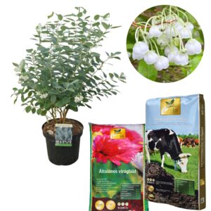 Kék levelű gyöngyvirág "Blue Sky", zenobia blue sky, zenobia pulverulenta blue sky, zenobia cserje, zenobia növény, blue sky zenobia, kék lombú cserje, kék levelű díszcserje, illatos virágú cserje, fehér harangvirágos cserje, különleges lombszínű bokor, ritka díszcserje, kompakt díszcserje, savanyú talajt kedvelő növény, rododendron mellé ültethető növény, félárnyékba ültethető cserje, árnyéktűrő díszcserje, mészkerülő növény, télálló díszcserje, fagytűrő cserje, zenobia blue sky ár, zenobia blue sky eladó, zenobia rendelés, zenobia kertészet, különleges díszcserje vásárlás, savanyú talajú növény rendelés, tavaszi virágzó cserje, őszi lombszínező növény, illatos kerti bokor