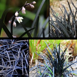 Fekete kígyószakáll - Ophiopogon - levele és virága