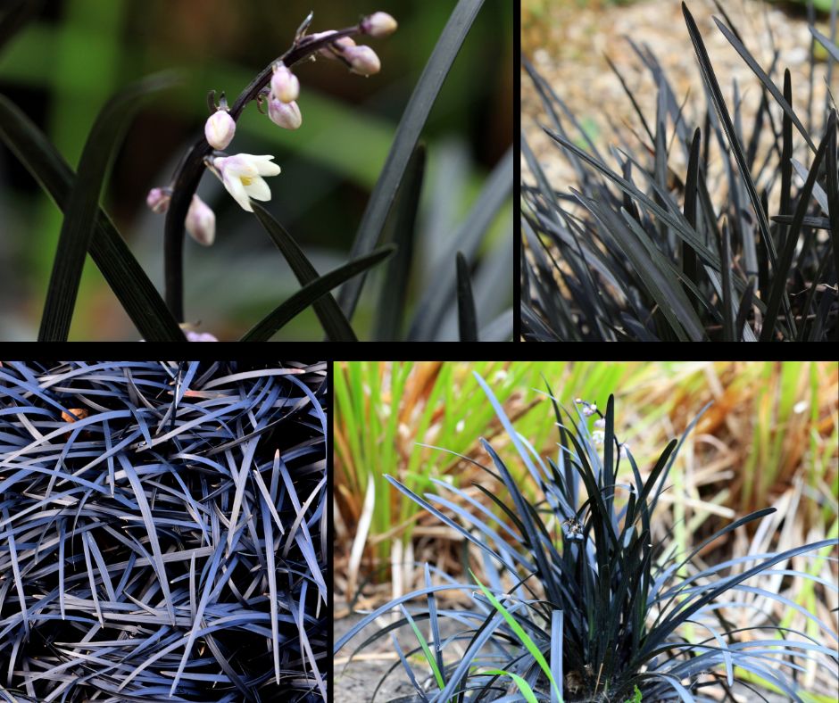 Fekete kígyószakáll - Ophiopogon - levele és virága