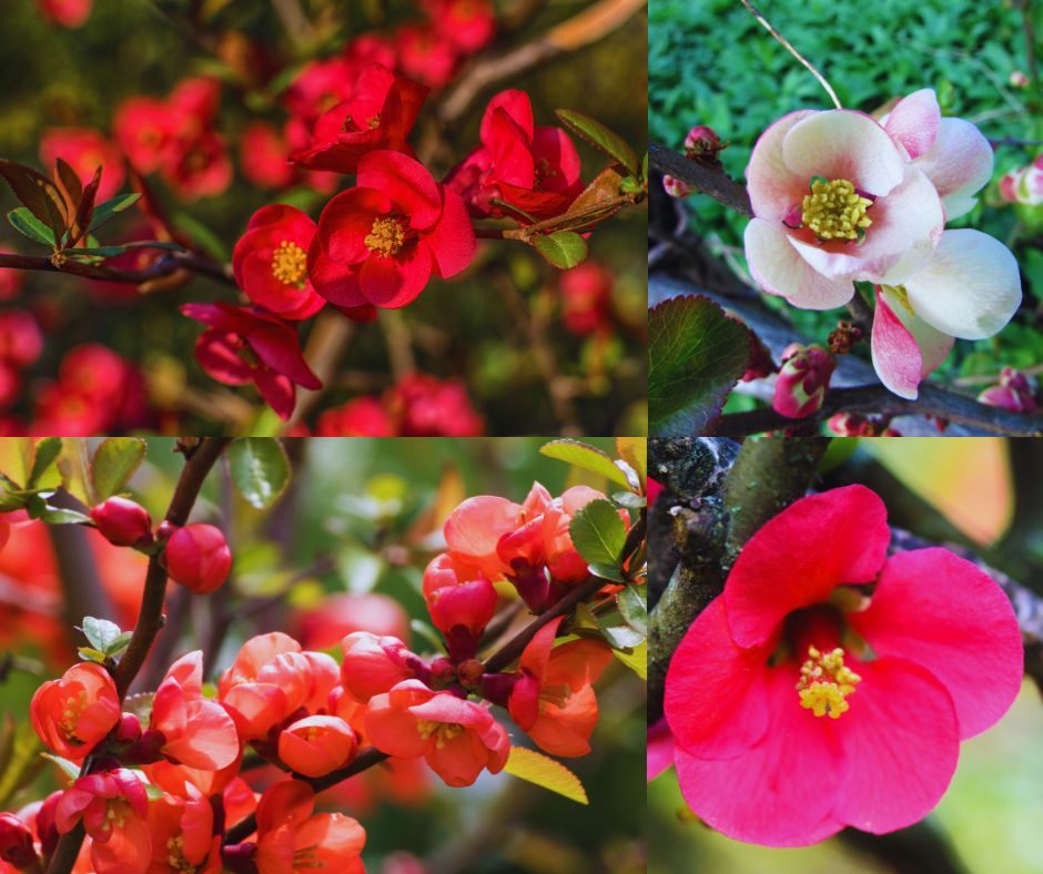 Japánbirs virágainak 4 féle változata