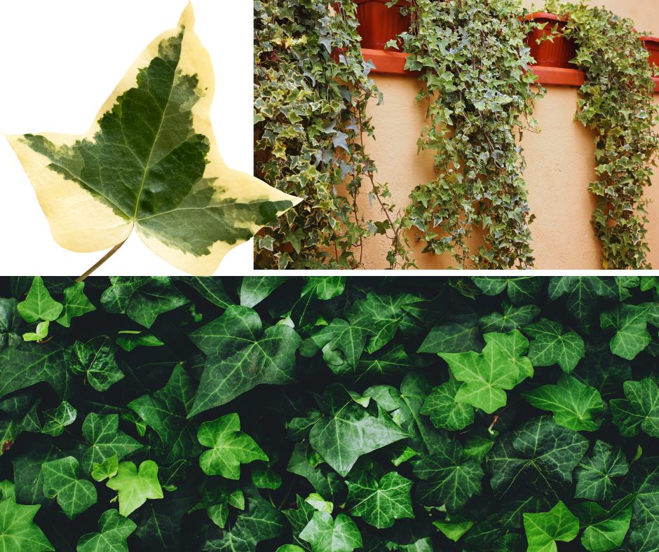 Borostyán - Hedera helix - fajták, levélváltozatok
