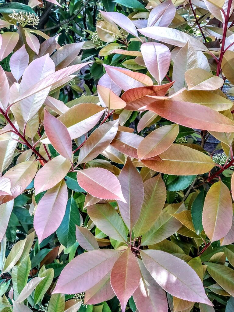 Korallberkenye vöröses-pirosas hajtásai