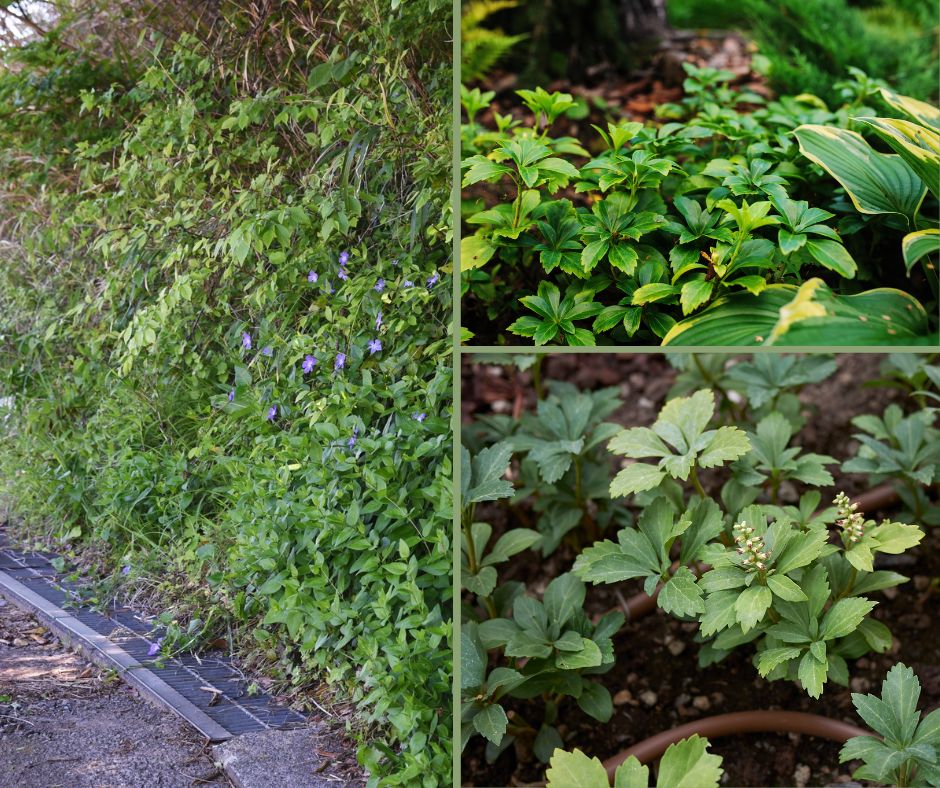 Japán kövérke és meténg talajtakaróként