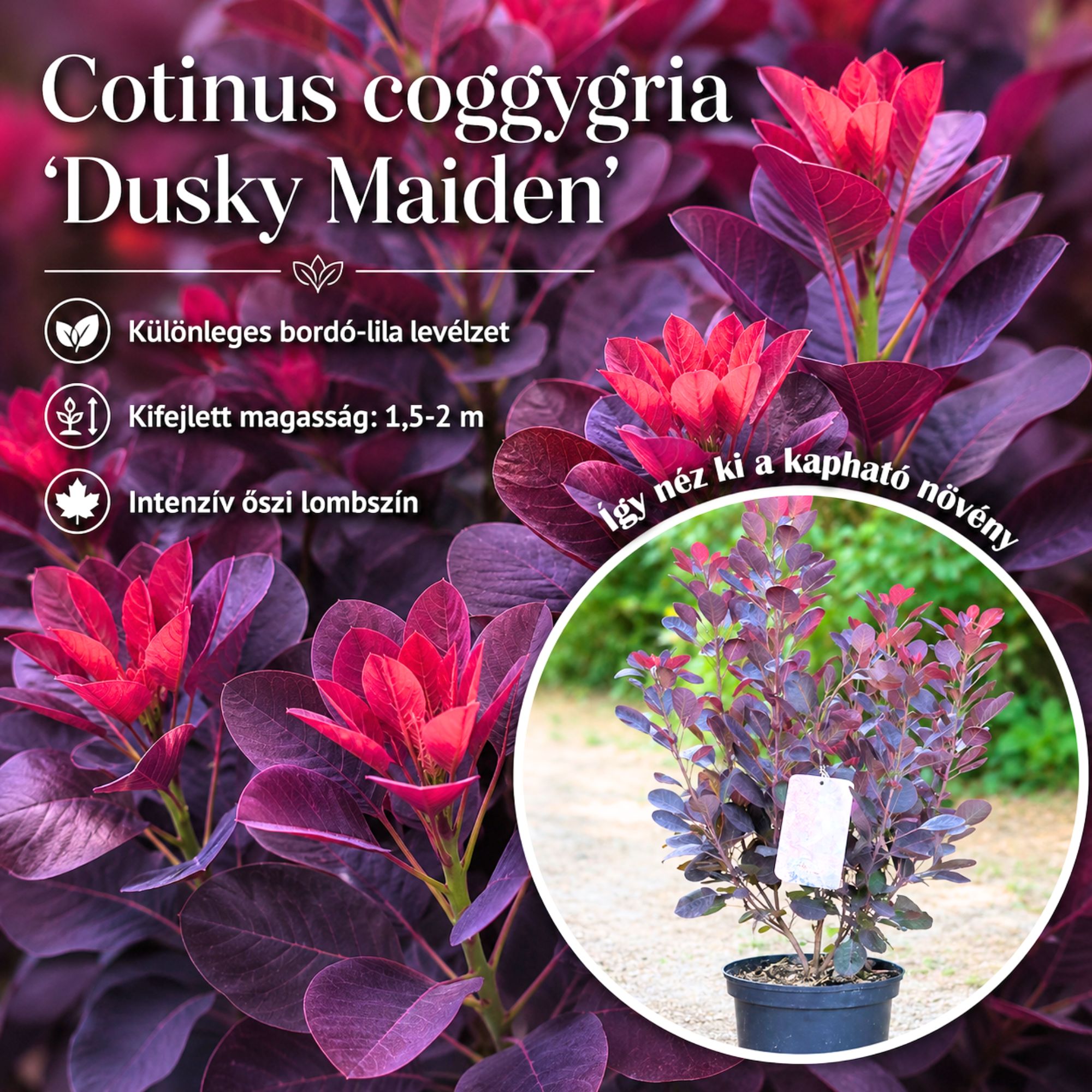 Bordo-levelü-cserszömörce-‘Dusky-Maiden-Cotinus-coggygria-diszcserje-ár-www.koronakert.hu-2 Bordo levelu cserszomorce, Dusky Maiden, Cotinus coggygria, diszcserje ar-www.koronakert.hu
