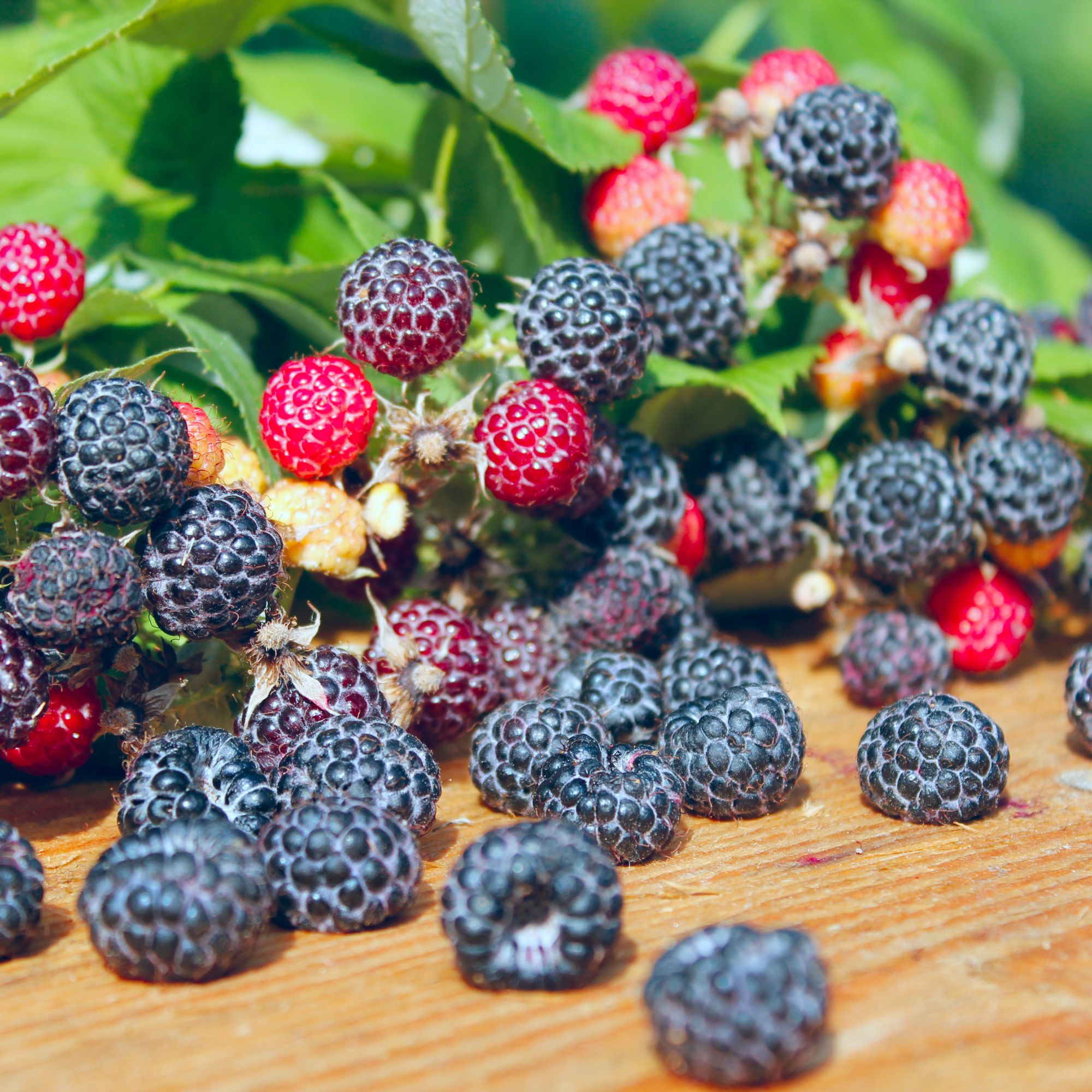 Fekete-malna-ar-Rubus idaeus-Black Jewel-gyümölcstermö-cserepes-rubus occidentalis-www.koronakert.hu-10 Fekete malna ar, Rubus idaeus Black Jewel, gyumolcstermo-cserepes-rubus-occidentalis-www.koronakert.hu