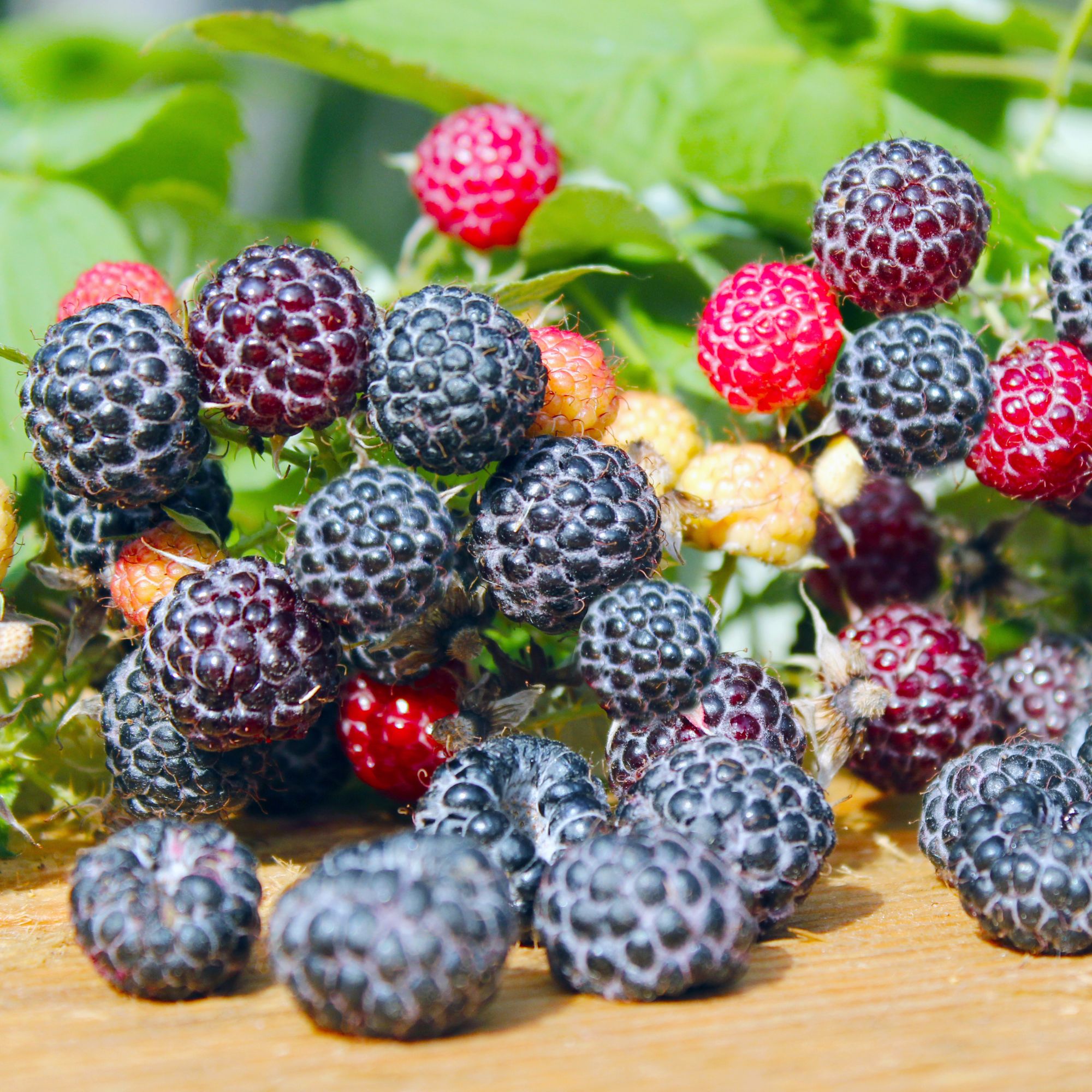 Fekete-malna-ar-Rubus idaeus-Black Jewel-gyümölcstermö-cserepes-rubus occidentalis-www.koronakert.hu-11