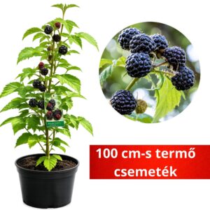 Fekete-malna-ar-Rubus-idaeus-Black-Jewel-gyumolcstermo-cserepes-rubus-occidentalis-www.koronakert.hu