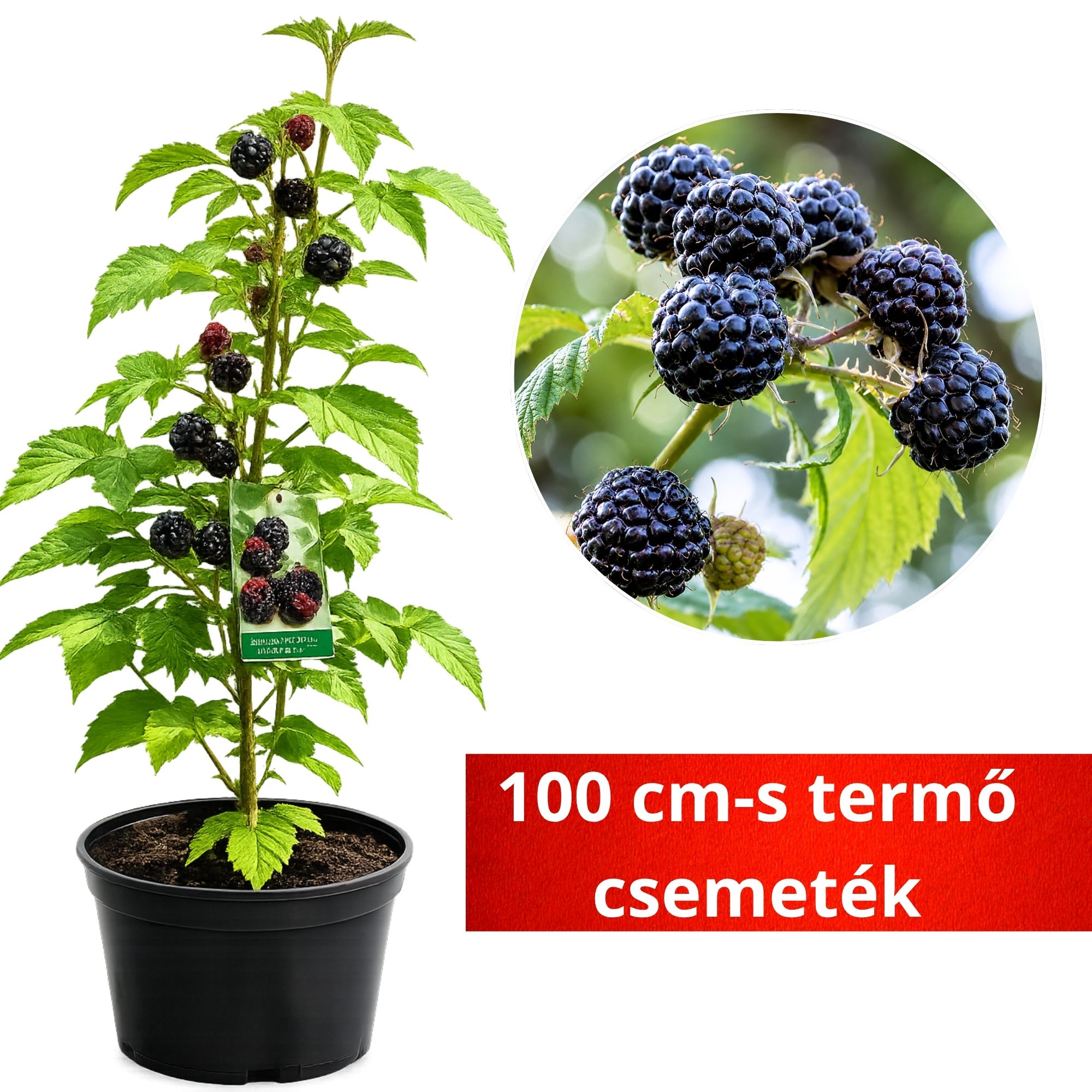 Fekete-malna-ar-Rubus idaeus-Black Jewel-gyümölcstermö-cserepes-rubus occidentalis-www.koronakert.hu-12 Fekete-malna-ar-Rubus-idaeus-Black-Jewel-gyumolcstermo-cserepes-rubus-occidentalis-www.koronakert.hu