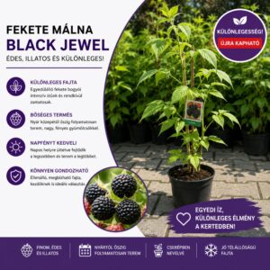 Fekete malna ar, Rubus idaeus Black Jewel, gyumolcstermo-cserepes-rubus-occidentalis-www.koronakert.hu