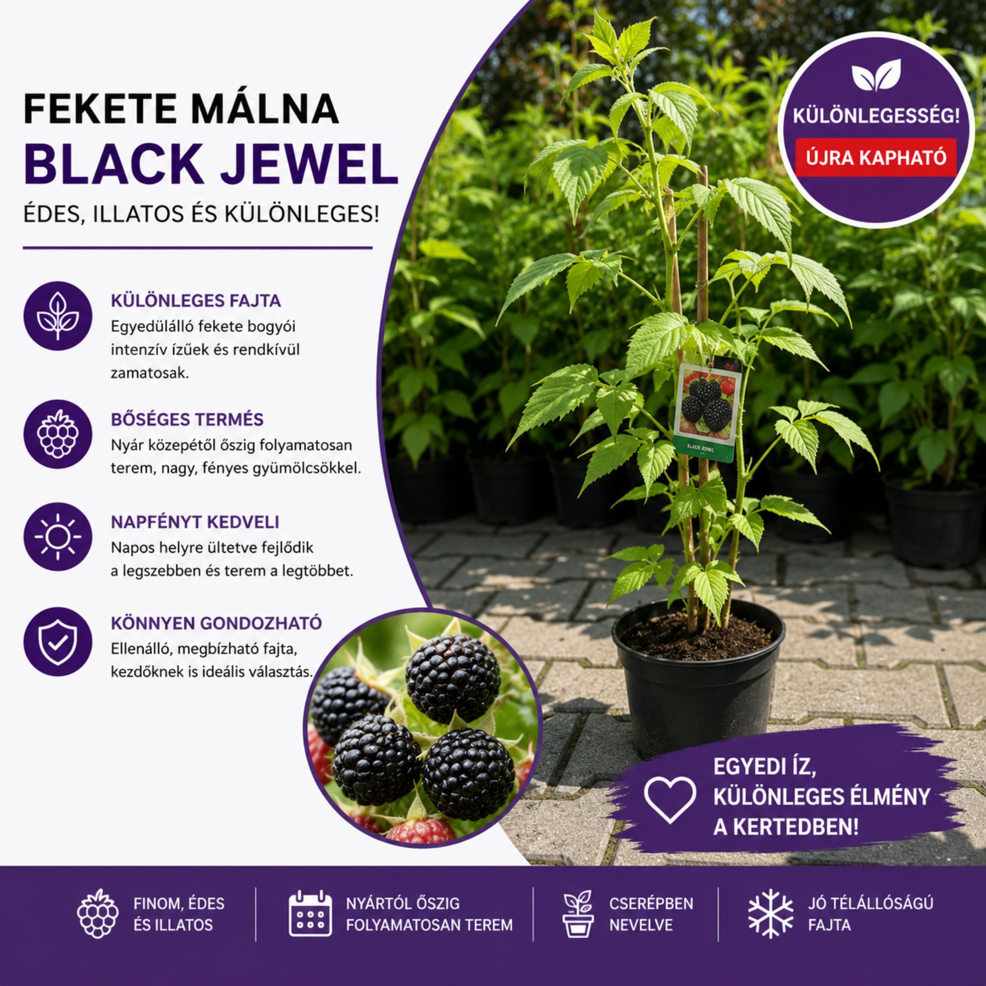 Fekete-malna-ar-Rubus idaeus-Black Jewel-gyümölcstermö-cserepes-rubus occidentalis-www.koronakert.hu-2 Fekete malna ar, Rubus idaeus Black Jewel, gyumolcstermo-cserepes-rubus-occidentalis-www.koronakert.hu