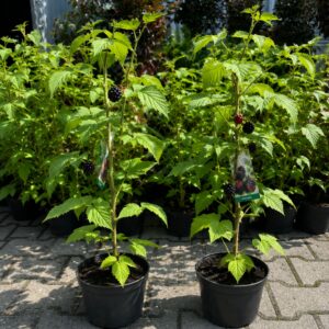 Fekete malna ar, Rubus idaeus Black Jewel, gyumolcstermo-cserepes-rubus-occidentalis-www.koronakert.hu