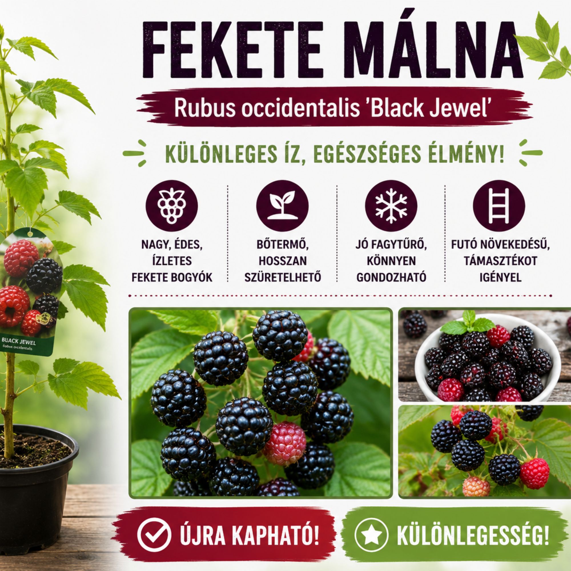 Fekete-malna-ar-Rubus idaeus-Black Jewel-gyümölcstermö-cserepes-rubus occidentalis-www.koronakert.hu-6 Fekete malna ar, Rubus idaeus Black Jewel, gyumolcstermo-cserepes-rubus-occidentalis-www.koronakert.hu