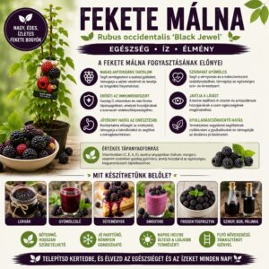 Fekete malna ar, Rubus idaeus Black Jewel, gyumolcstermo-cserepes-rubus-occidentalis-www.koronakert.hu