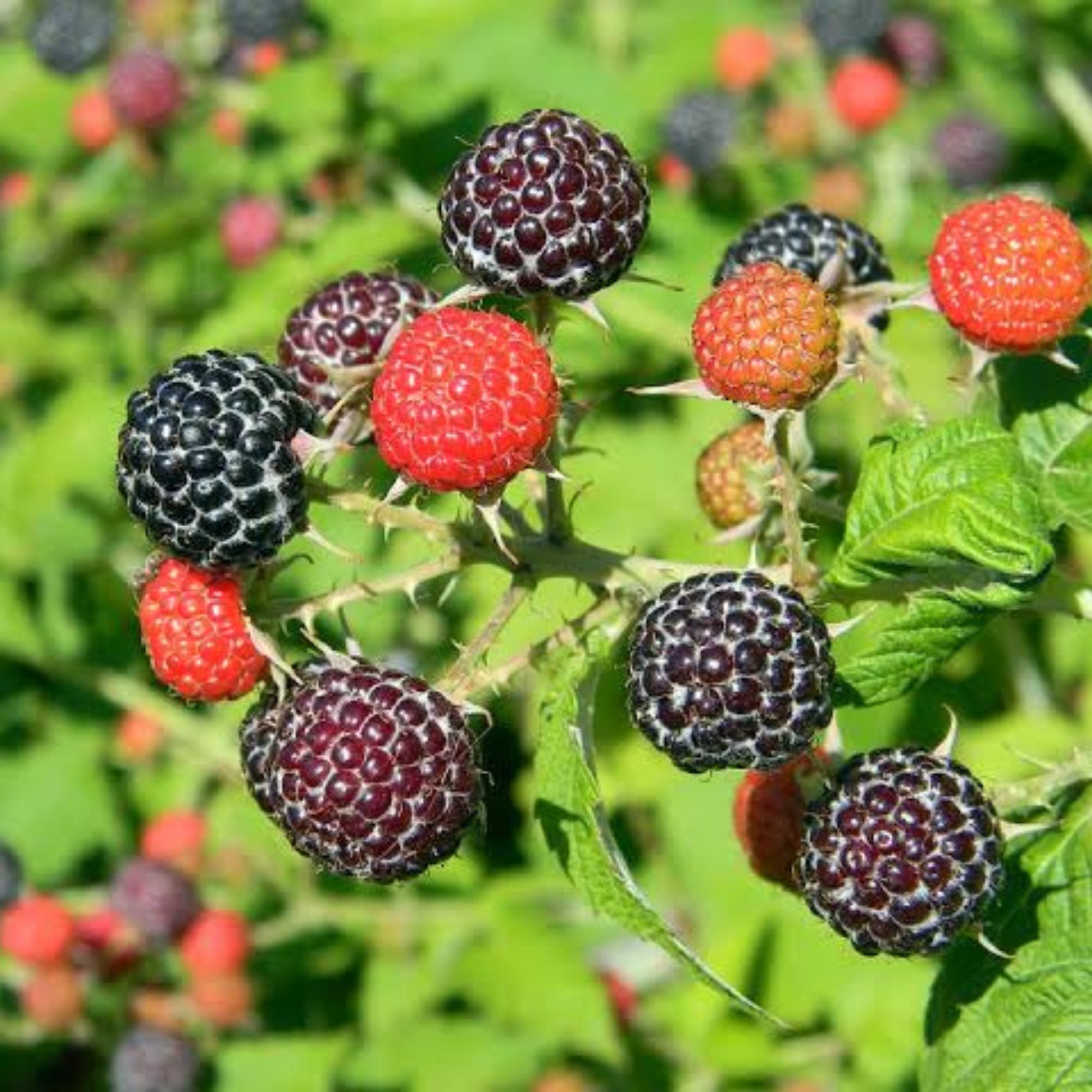 Fekete-malna-ar-Rubus idaeus-Black Jewel-gyümölcstermö-cserepes-rubus occidentalis-www.koronakert.hu-9 Fekete malna ar, Rubus idaeus Black Jewel, gyumolcstermo-cserepes-rubus-occidentalis-www.koronakert.hu