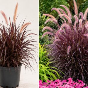 Bordó levelű tollborzfű 40 cm Pennisetum × advena ‘Rubrum’ (kertészeti díszfű áru)