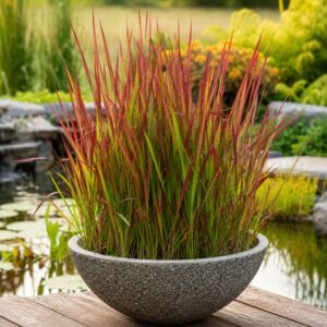 Japán vérfű, Imperata cylindrica Red Baron ár-www.koronakert.hu