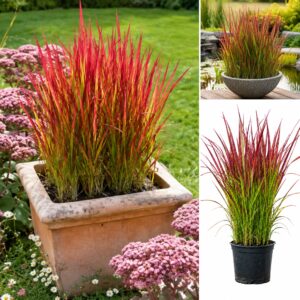 Japán vérfű, Imperata cylindrica Red Baron ár-www.koronakert.hu