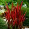 Japán vérfű, Imperata cylindrica Red Baron ár-www.koronakert.hu