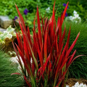 Japán vérfű, Imperata cylindrica Red Baron ár-www.koronakert.hu