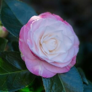 Japán Kamélia Desire, Camellia japonica, cserepes-orokzold-diszcserje-ar-www.koronakert.hu