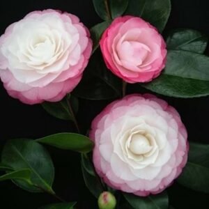 Japán Kamélia Desire, Camellia japonica, cserepes-orokzold-diszcserje-ar-www.koronakert.hu