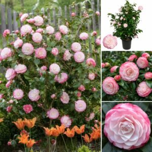 Japán Kamélia Desire, Camellia japonica, cserepes-orokzold-diszcserje-ar-www.koronakert.hu
