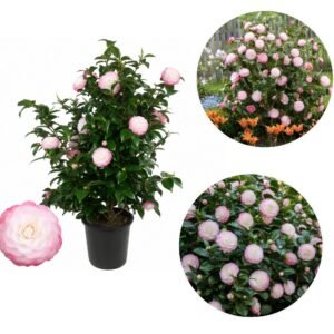 Japán Kamélia Desire, Camellia japonica, cserepes-orokzold-diszcserje-ar-www.koronakert.hu