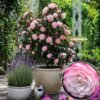 Japán Kamélia Desire, Camellia japonica, cserepes-orokzold-diszcserje-ar-www.koronakert.hu