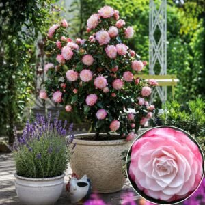 Japán Kamélia Desire, Camellia japonica, cserepes-orokzold-diszcserje-ar-www.koronakert.hu