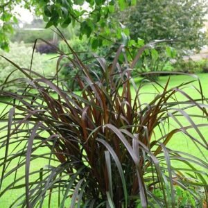 Bordó levelű tollborzfű 40 cm Pennisetum × advena ‘Rubrum’ (kertészeti díszfű áru)