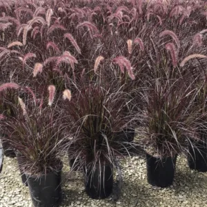 Bordó levelű tollborzfű 40 cm Pennisetum × advena ‘Rubrum’ (kertészeti díszfű áru)