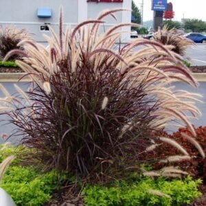 Bordó levelű tollborzfű 40 cm Pennisetum × advena ‘Rubrum’ (kertészeti díszfű áru)