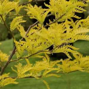 Aranysárga Levelű Lepényfa 150 cm "Gleditsia triacanthos Sunburst" (Faiskolai díszfaáru)