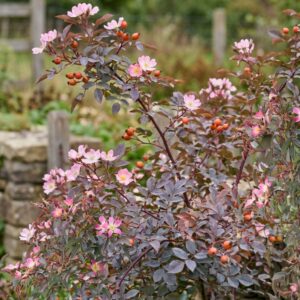 bordo-levelü-rozsa-ar-rosa-glauca-kékeslevelü-www.koronakert.hu-8