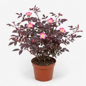 bordo-levelü-rozsa-ar-rosa-glauca-kékeslevelü-www.koronakert.hu-8