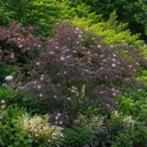 bordo-levelü-rozsa-ar-rosa-glauca-kékeslevelü-www.koronakert.hu-8