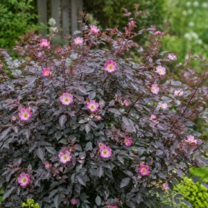 bordo-levelü-rozsa-ar-rosa-glauca-kékeslevelü-www.koronakert.hu-8