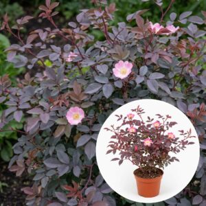 bordo-levelü-rozsa-ar-rosa-glauca-kékeslevelü-www.koronakert.hu-8