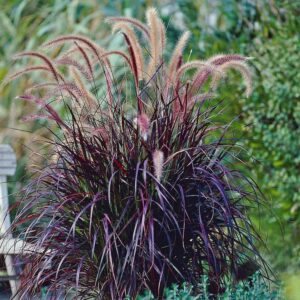 tollborzfű-bordó-levelű- Pennisetum × advena ‘Rubrum’ (kertészeti díszfű áru)
