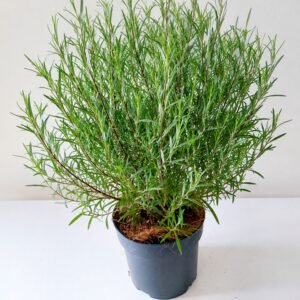 cinegefüz-Salix rosmarinifolia-vizkedvelö-disznöveny-füzfa-www.koronakert.hu